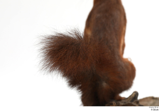 Squirrel  2 tail 0004.jpg